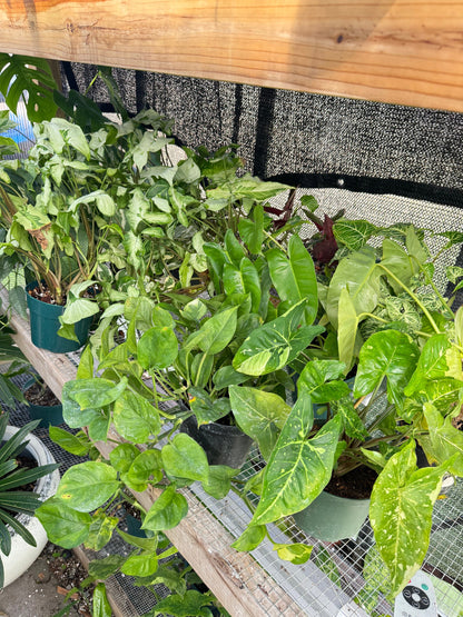 Imperfect plant cuttings with leaf ready to propagate