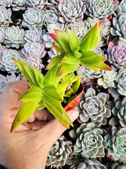 2” Crassula Capitella Subsp. thrysiflora (Red Pagoda) Succulent Plant - SEE 2nd and 3rd pic