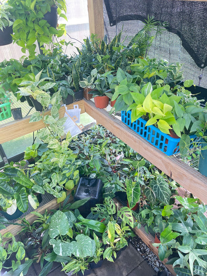 Imperfect plant cuttings with leaf ready to propagate