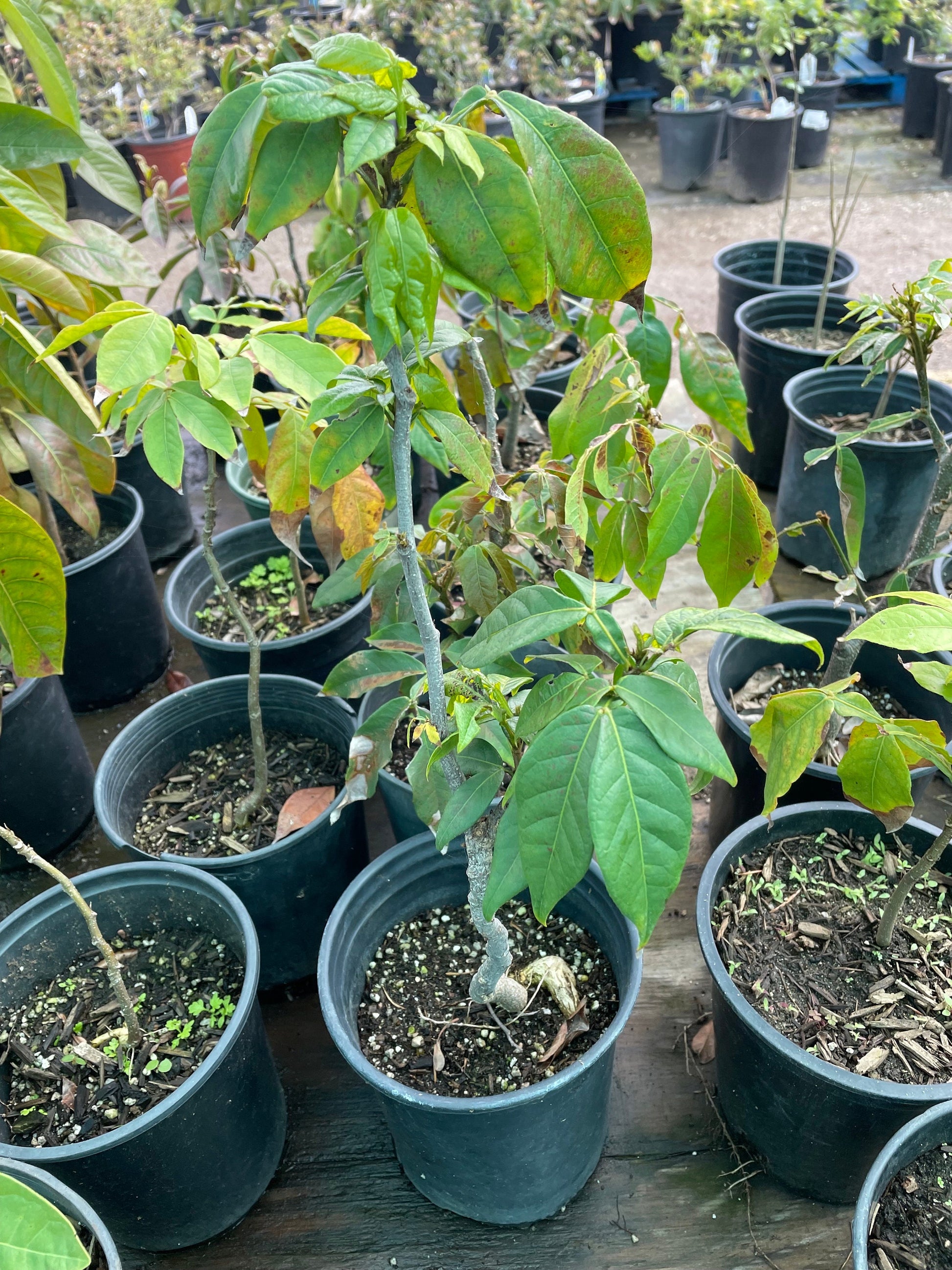 1 ft- Cream Bean Tree. Edible  cotton candy fruit-grown in full sun-inga edulis-feuilleei- nitrogen fixer