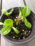 5 live Chard Swiss /Vulcan plant in a 4