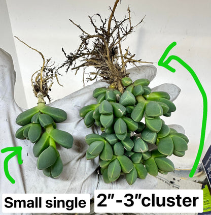 Rare Succulent: Cool beautiful succulent Astridia velutina string  live plant houseplant bonsai favorite NO POT