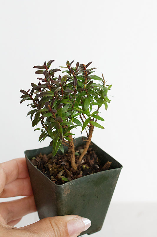 Bonsai Tree Starter Plant Dwarf Myrtle Plant Gift Mini Tree Evergreen Starter Plant Myrtus Communis Compact Outdoor