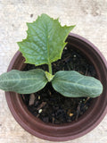 A Loofah Plant LIVE  in 4