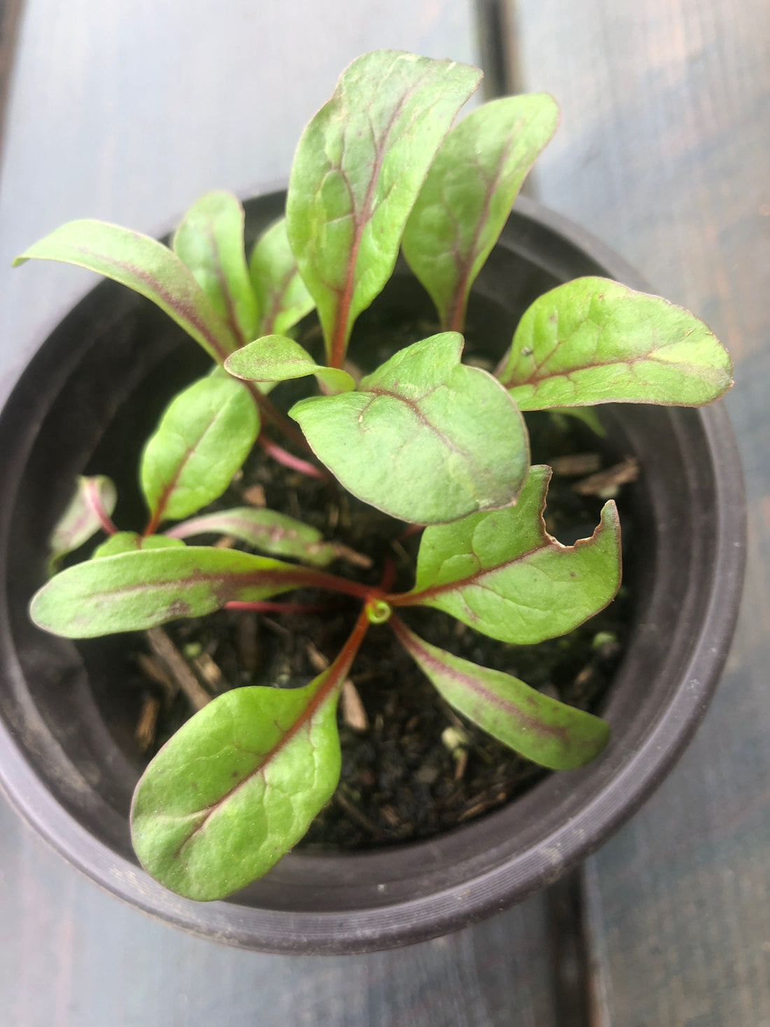 5 live Chard Swiss /Vulcan plant in a 4" pot, Organic growth