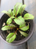 5 live Chard Swiss /Vulcan plant in a 4