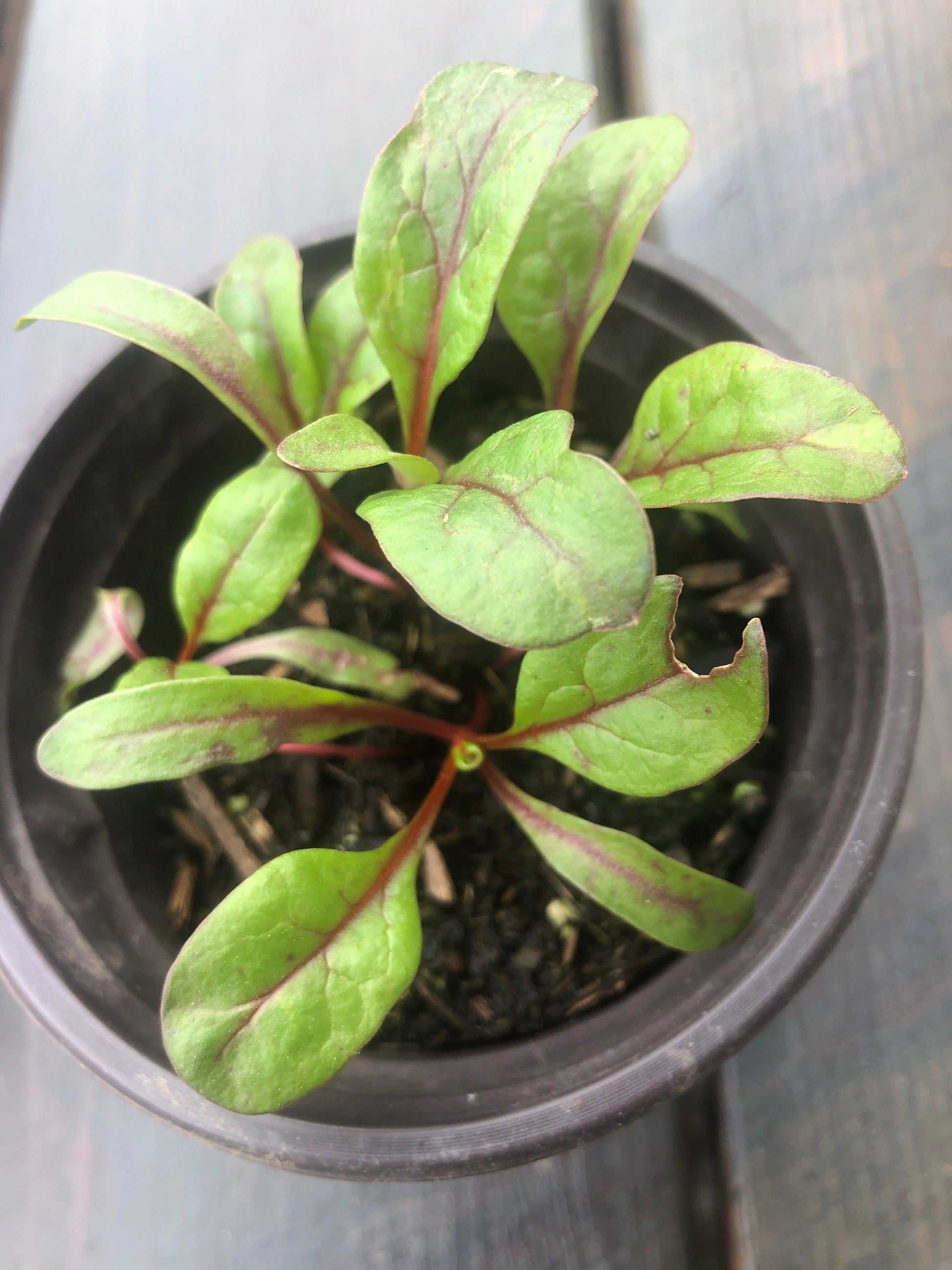 5 live Chard Swiss /Vulcan plant in a 4" pot, Organic growth