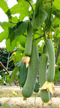 A Loofah Plant LIVE  in 4