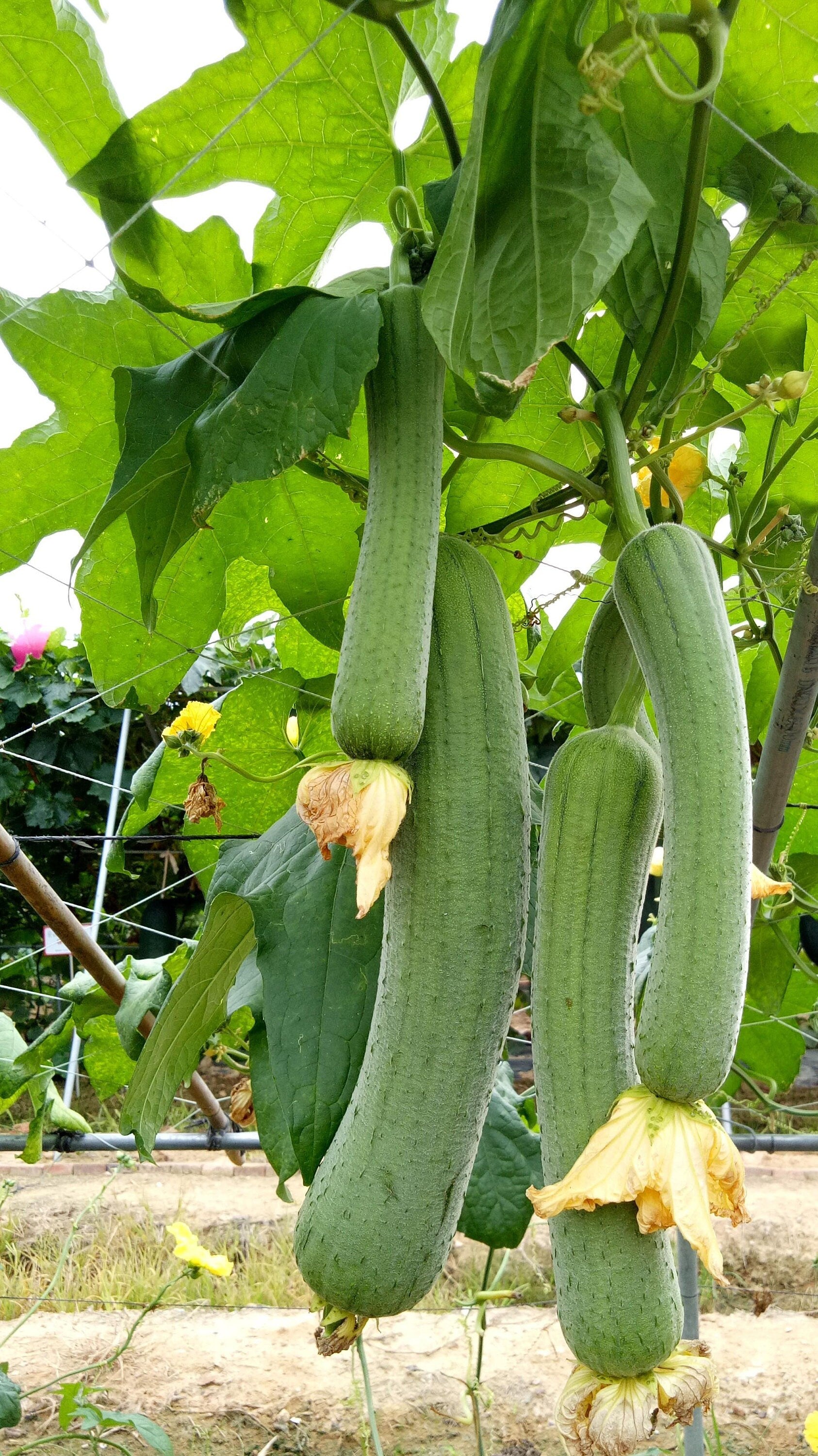 A Loofah Plant LIVE  in 4" pot     organic growth/ large fruit