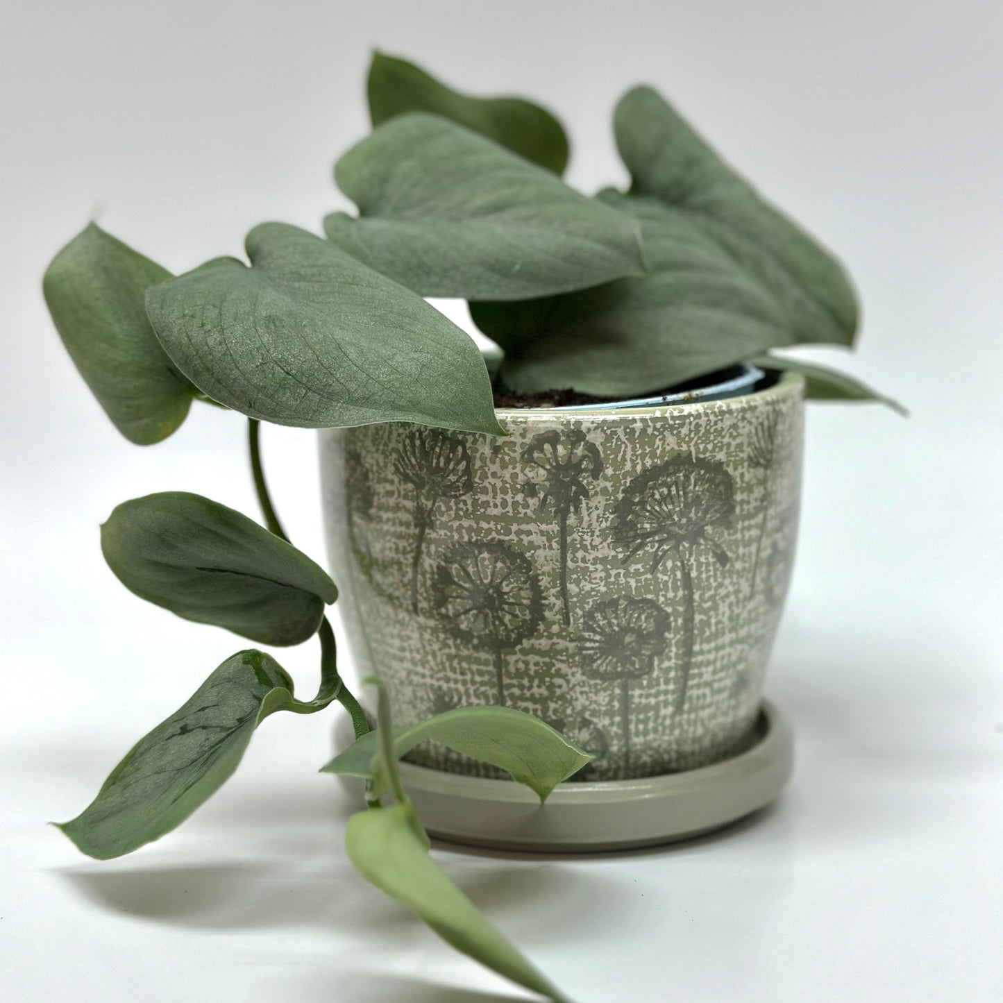 Dandelion Planter Pots with Drainage Set | Glazed Planters and Pots Indoor | Planter with Saucer | Floral Ceramic Plant Pots with Drainage