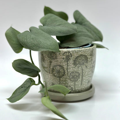 Dandelion Planter Pots with Drainage Set | Glazed Planters and Pots Indoor | Planter with Saucer | Floral Ceramic Plant Pots with Drainage
