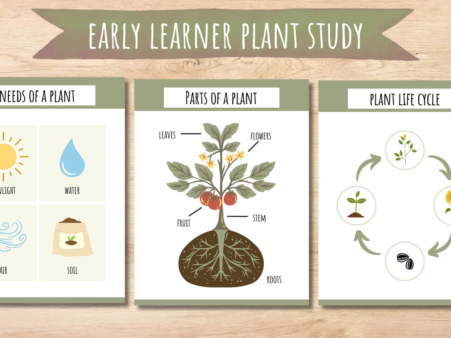 Plant Unit Study, Toddlers and Preschool Science, Learn About Plants, Plant Printable Activity, Plant Life Cycle, Parts of a plant, botany
