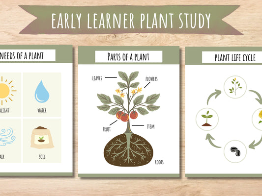 Plant Unit Study, Toddlers and Preschool Science, Learn About Plants, Plant Printable Activity, Plant Life Cycle, Parts of a plant, botany