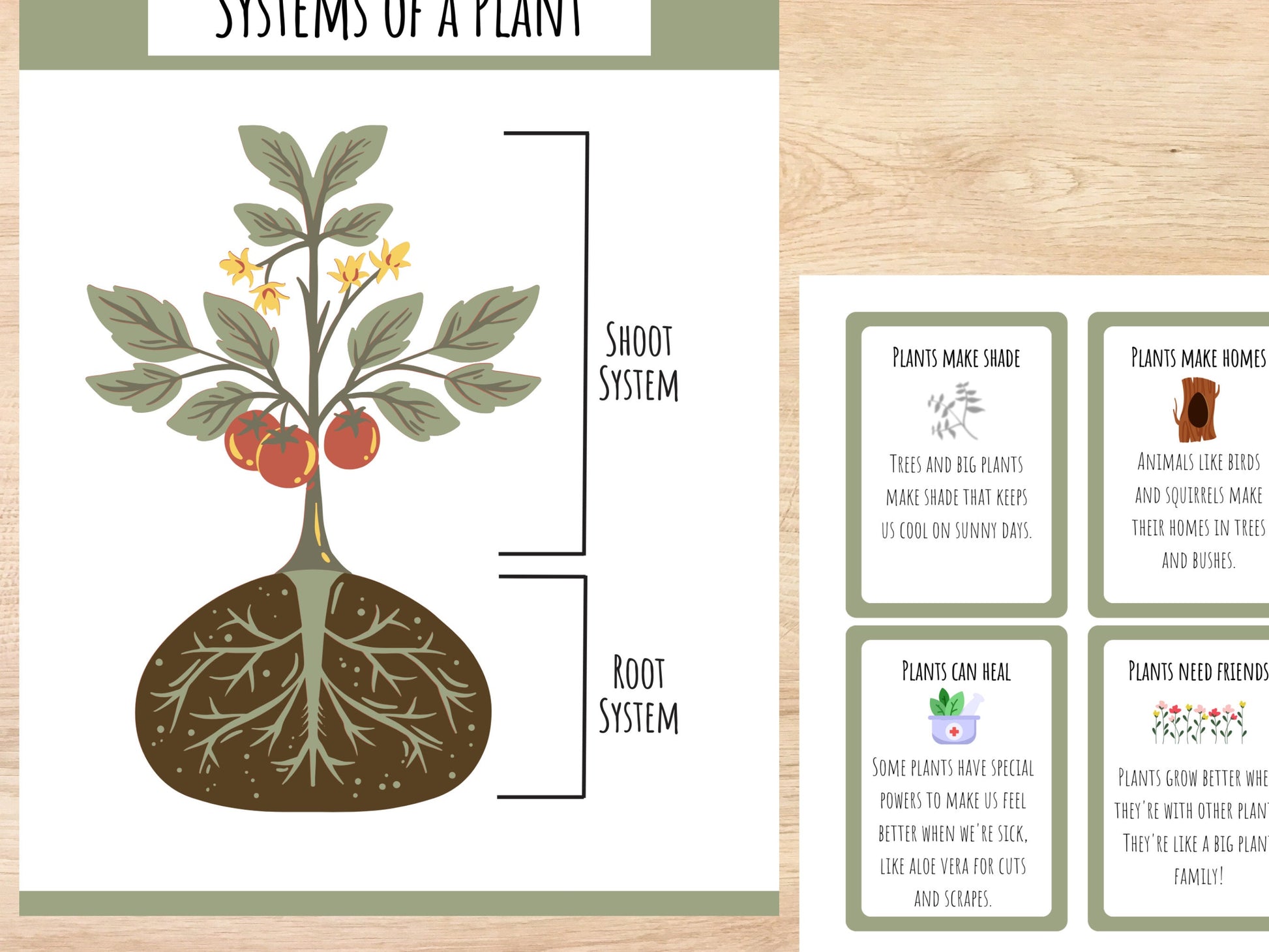 Plant Unit Study, Toddlers and Preschool Science, Learn About Plants, Plant Printable Activity, Plant Life Cycle, Parts of a plant, botany