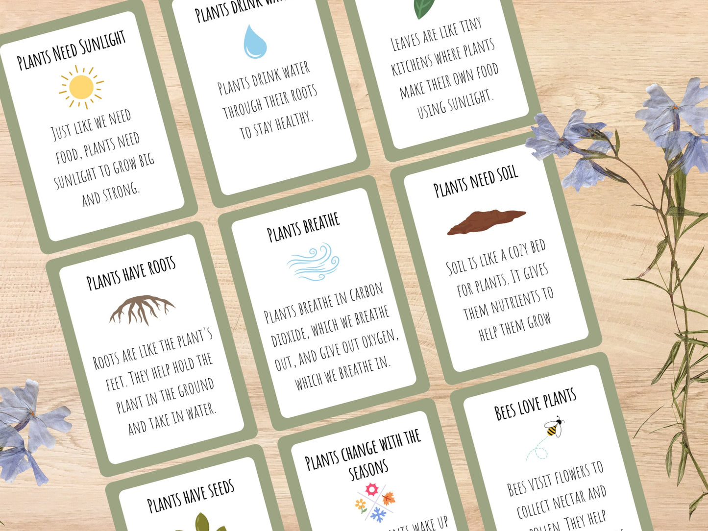 Plant Unit Study, Toddlers and Preschool Science, Learn About Plants, Plant Printable Activity, Plant Life Cycle, Parts of a plant, botany