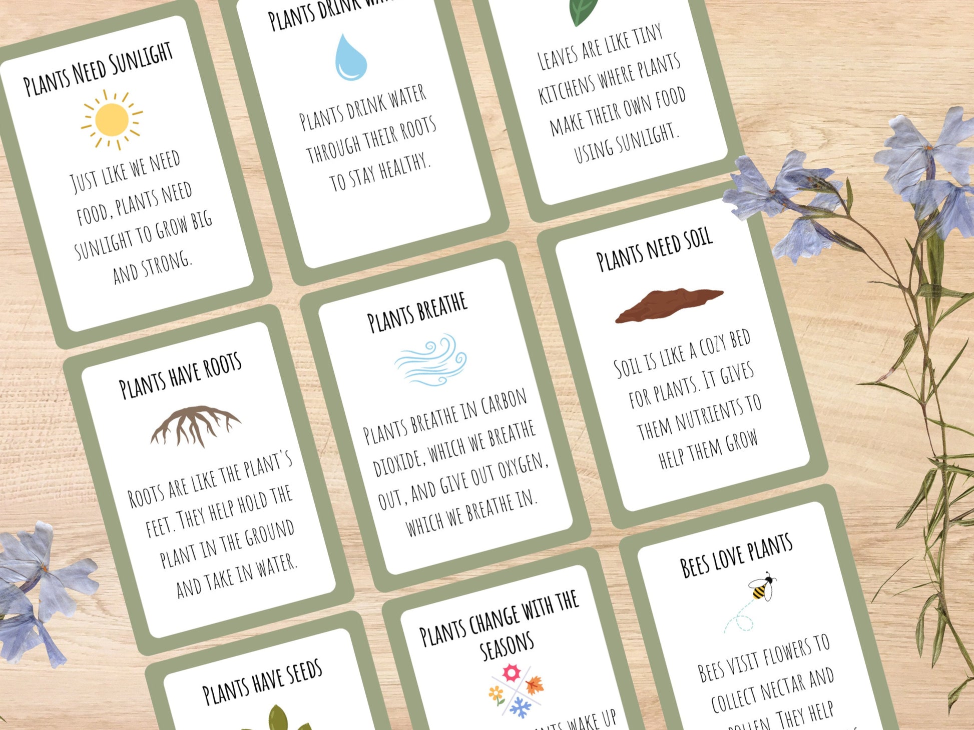 Plant Unit Study, Toddlers and Preschool Science, Learn About Plants, Plant Printable Activity, Plant Life Cycle, Parts of a plant, botany