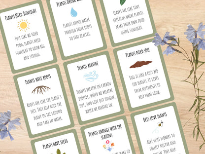 Plant Unit Study, Toddlers and Preschool Science, Learn About Plants, Plant Printable Activity, Plant Life Cycle, Parts of a plant, botany