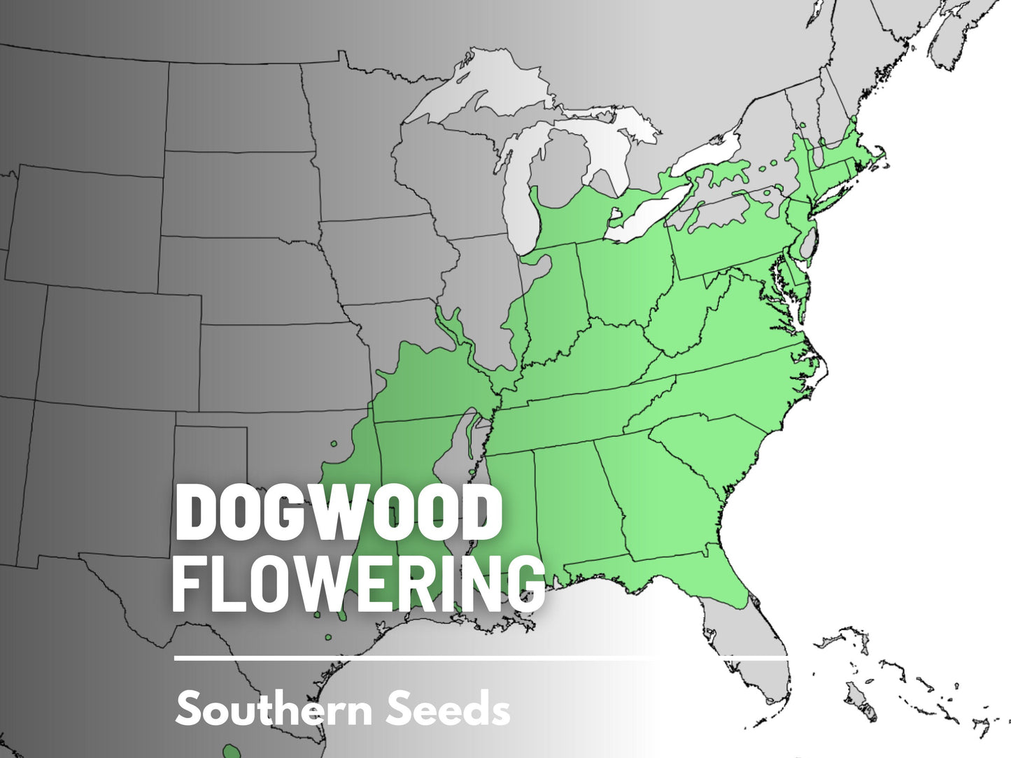 Dogwood, Flowering (White) - 20 Seeds - Heirloom Tree, Stunning White Blooms, Low Maintenance, Southern Charm (Cornus florida Southern)