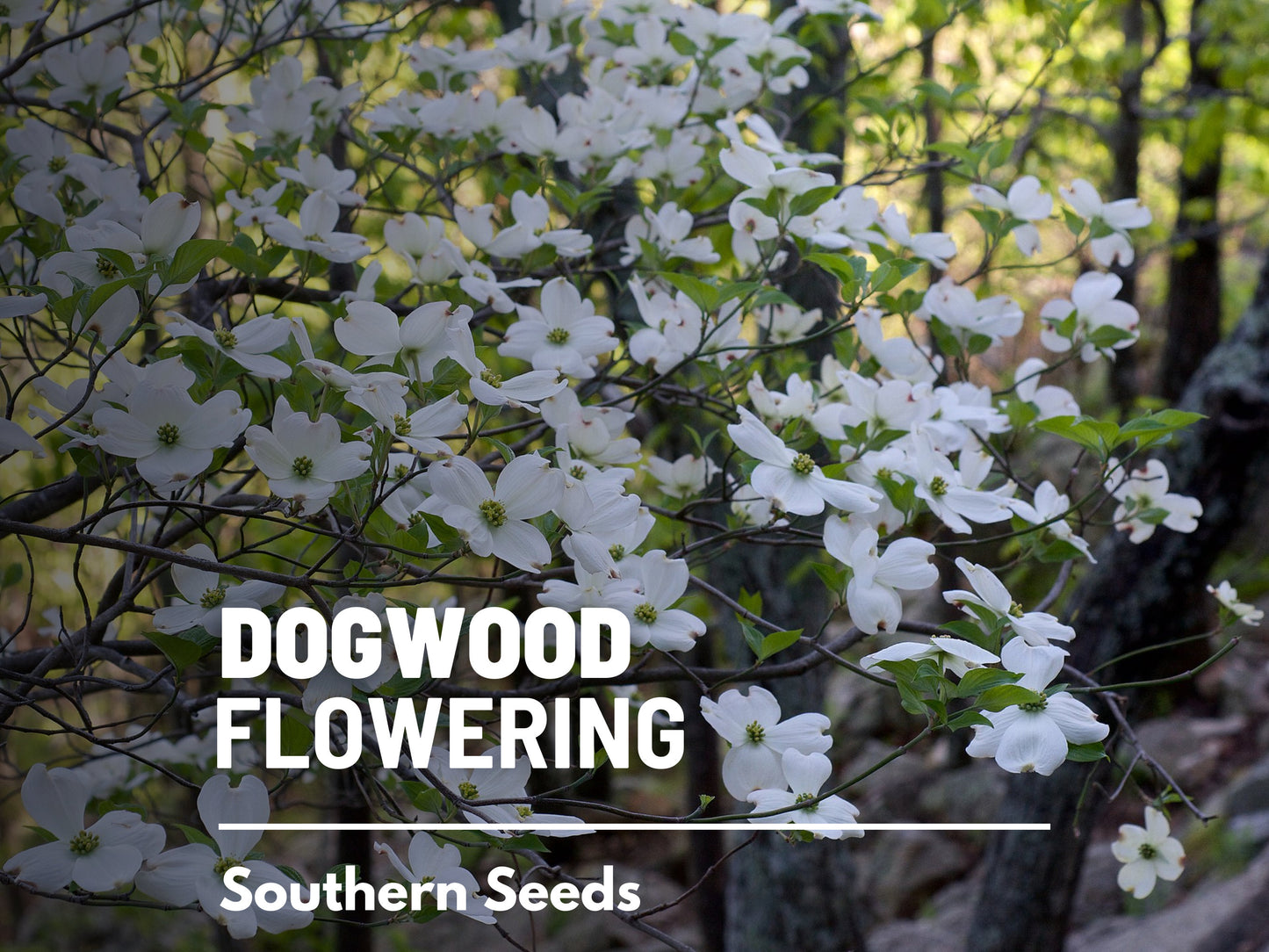 Dogwood, Flowering (White) - 20 Seeds - Heirloom Tree, Stunning White Blooms, Low Maintenance, Southern Charm (Cornus florida Southern)