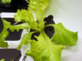 Reusable Algae Control Covers by  - Compatible with Original Farmstand and Farmstand Nook