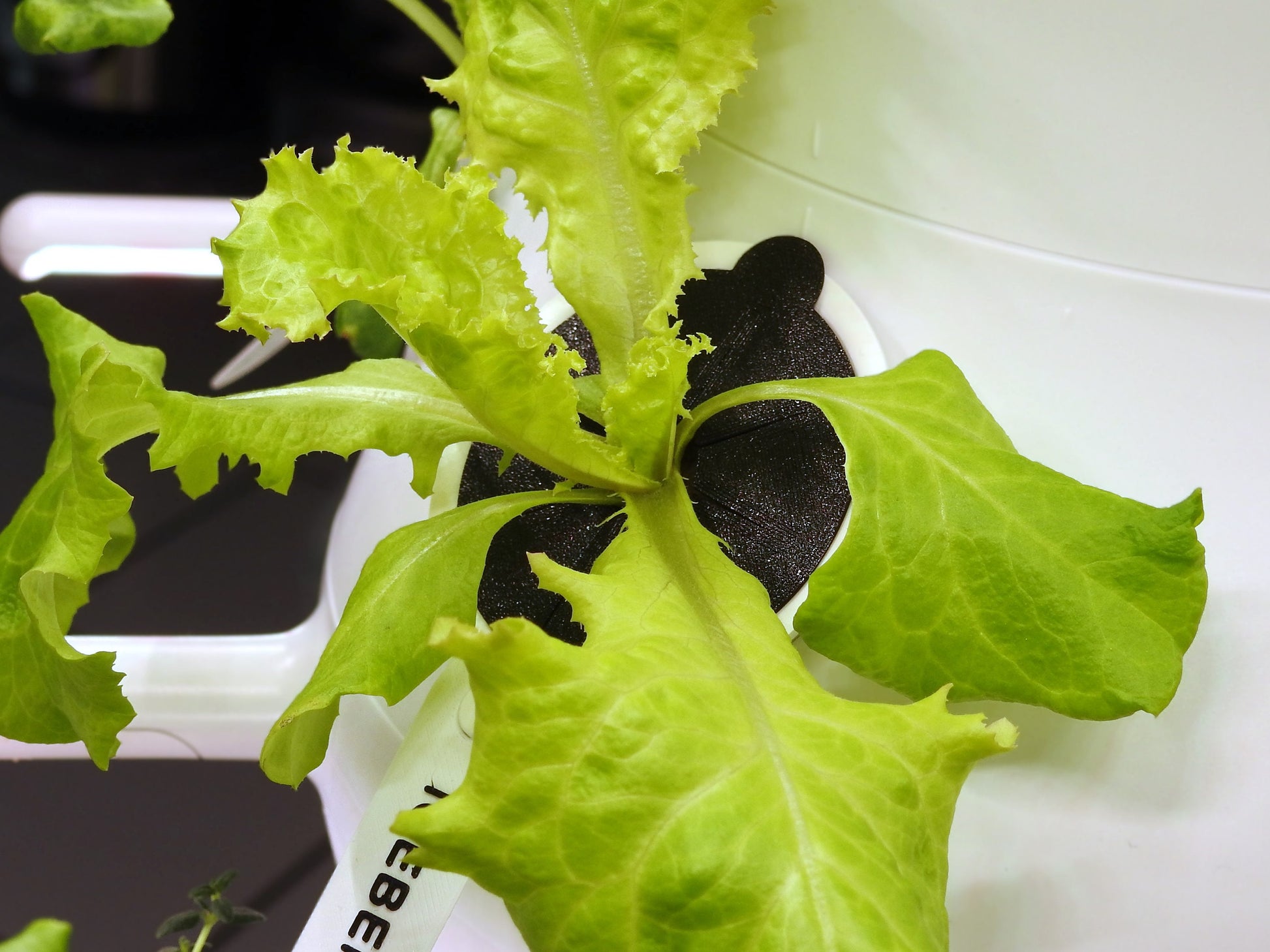 Reusable Algae Control Covers by  - Compatible with Original Farmstand and Farmstand Nook