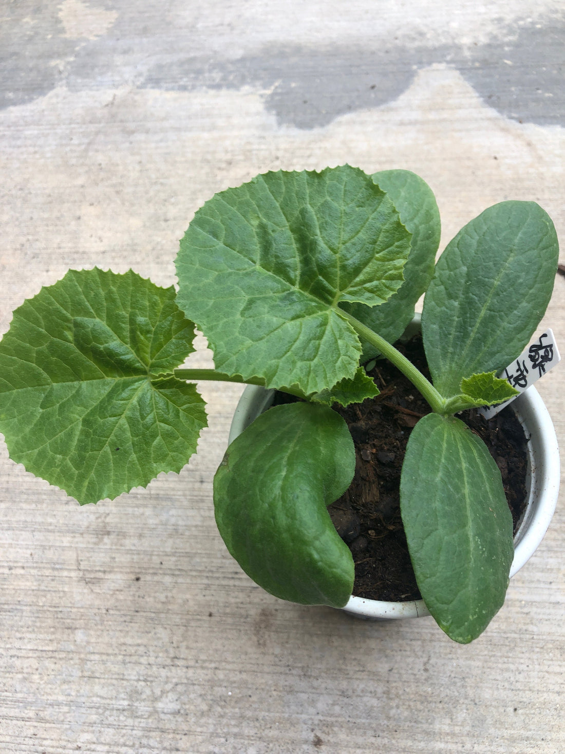 2 Zucchini live plants  in a 4”pot / organically grown from non-GMO