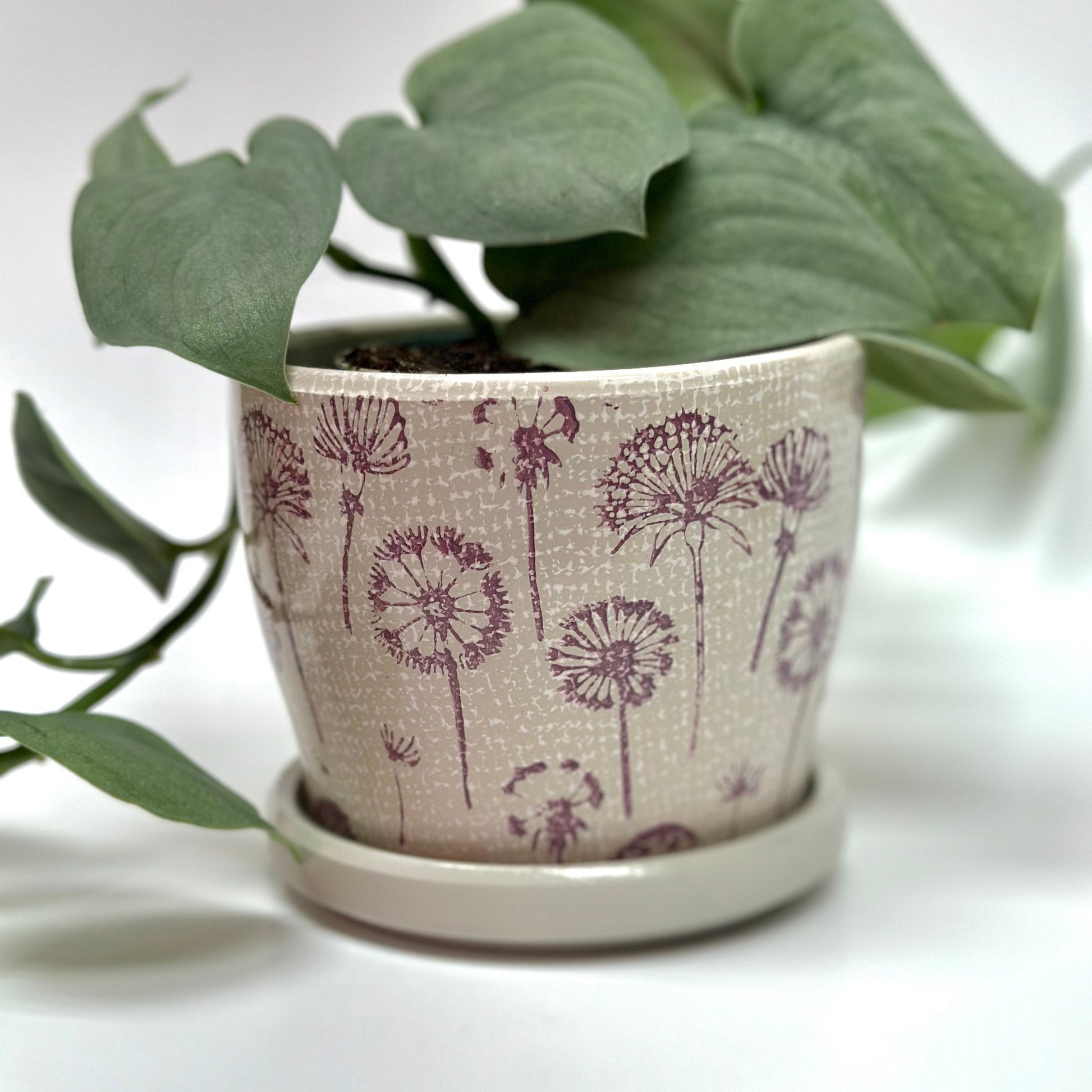 Dandelion Planter Pots with Drainage Set | Glazed Planters and Pots Indoor | Planter with Saucer | Floral Ceramic Plant Pots with Drainage
