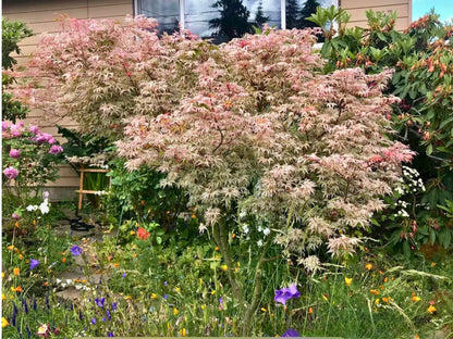 15 Ukigumo Japanese Maple Tree SEEDS Variegated Japanese Maple  Acer Palmatum Bonsai Tree Floating Cloud Japanese Maple
