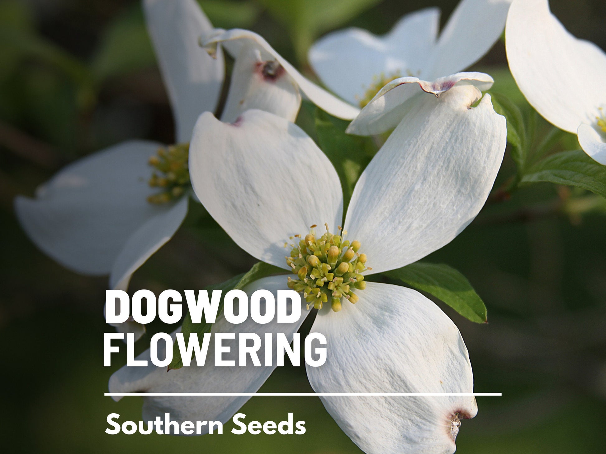 Dogwood, Flowering (White) - 20 Seeds - Heirloom Tree, Stunning White Blooms, Low Maintenance, Southern Charm (Cornus florida Southern)