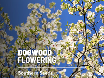Dogwood, Flowering (White) - 20 Seeds - Heirloom Tree, Stunning White Blooms, Low Maintenance, Southern Charm (Cornus florida Southern)