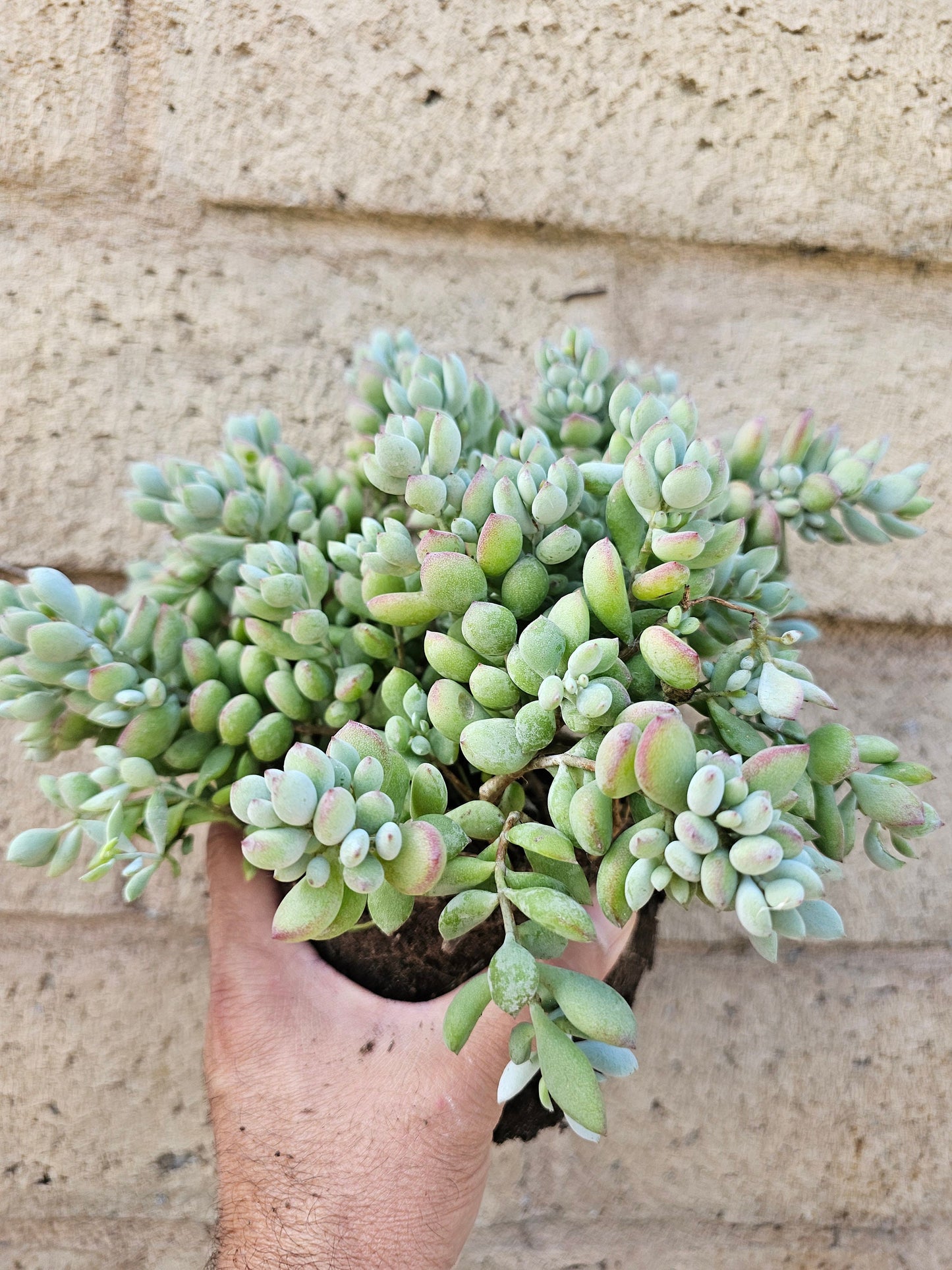 Rare Cotyledon pendens | unique Succulents | Mini succulent rooted and potted | Completely established plant
