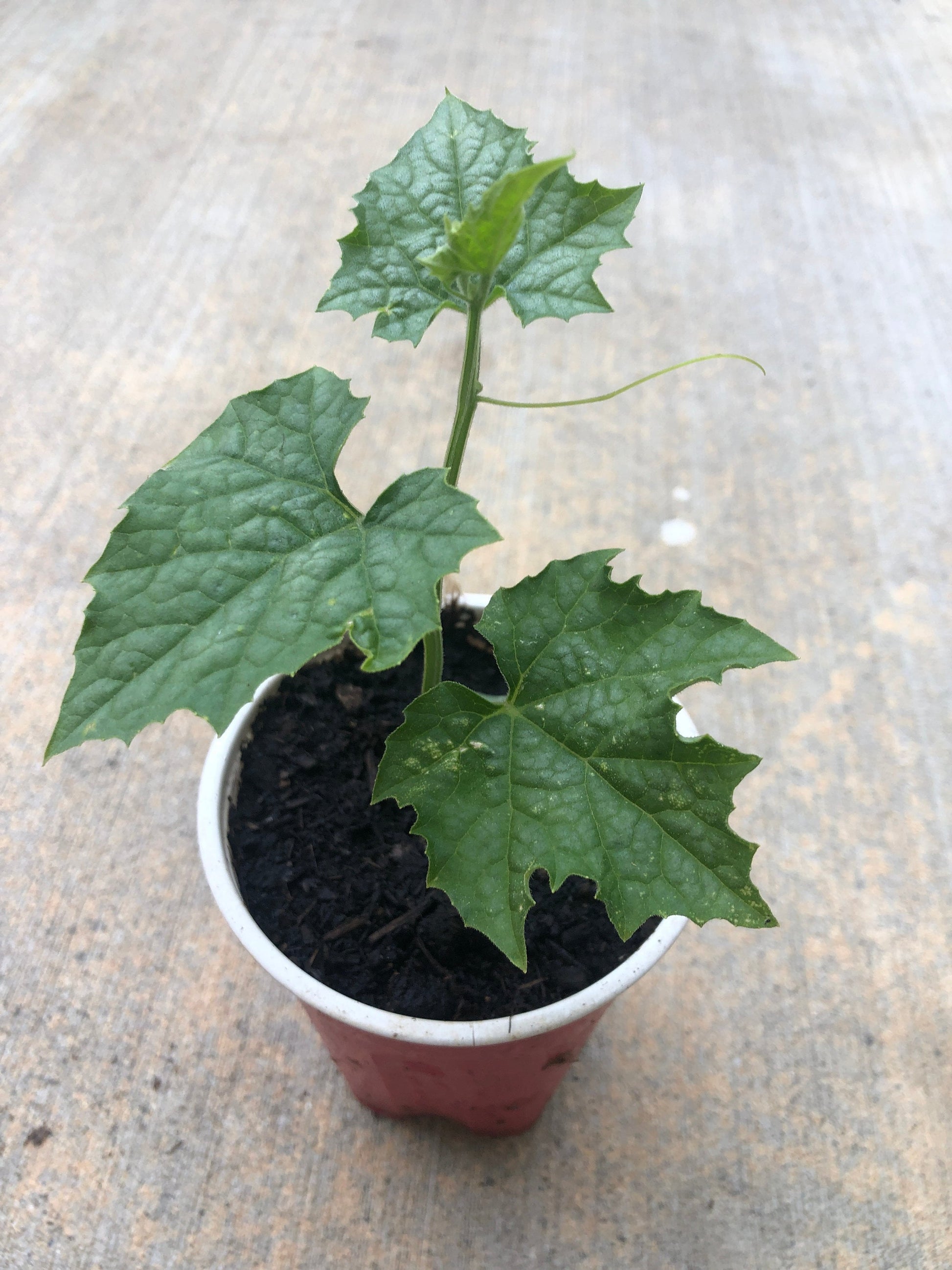 A Loofah Plant LIVE  in 4" pot     organic growth/ large fruit
