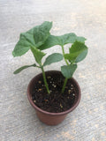 2 cucumber plants in a 4