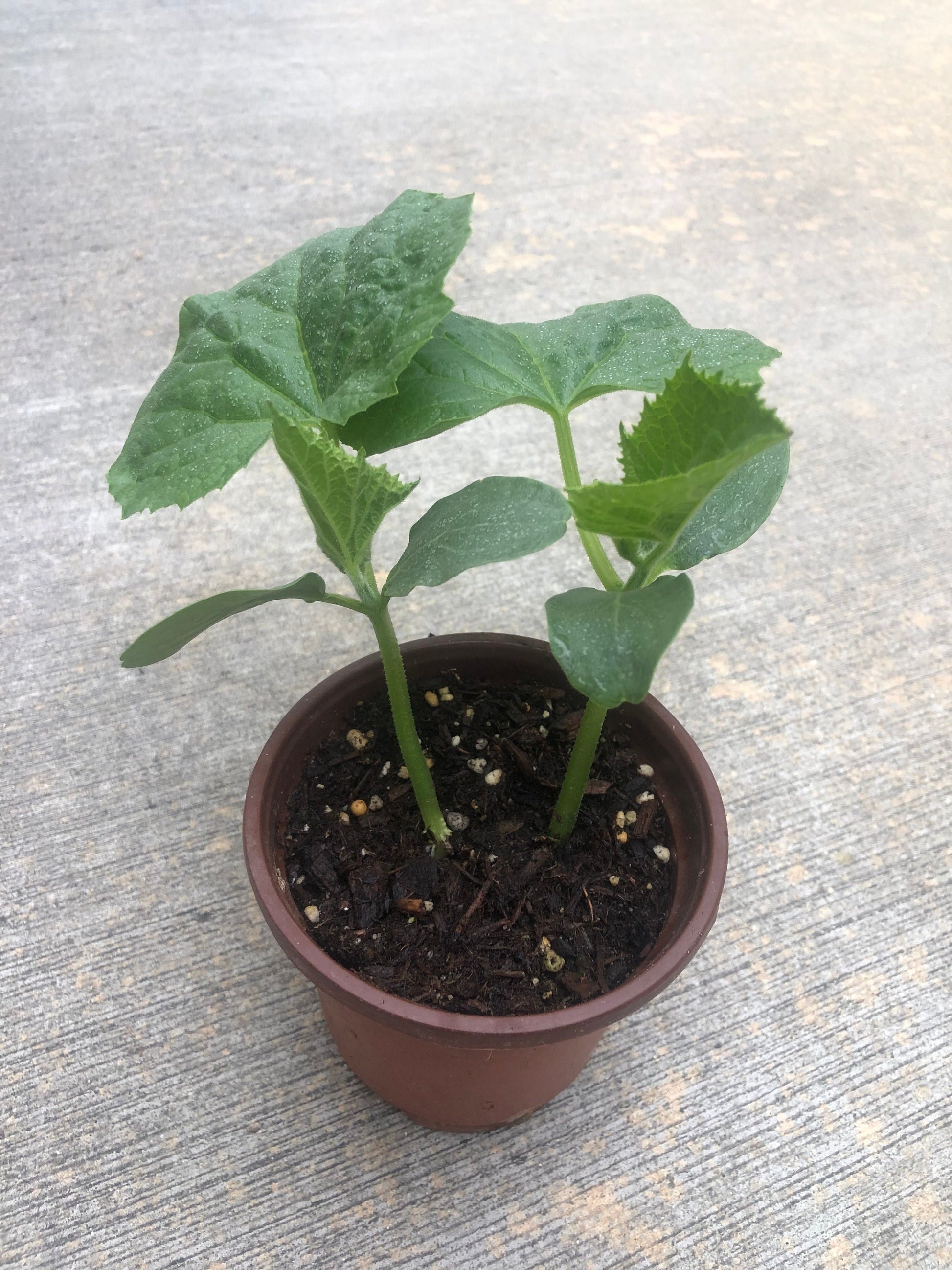 2 cucumber plants in a 4" pot /different variety of cucumbers/Japanes cucumber/ lemon cucumber/organic growth None GMO