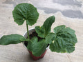 2 Zucchini live plants  in a 4”pot / organically grown from non-GMO