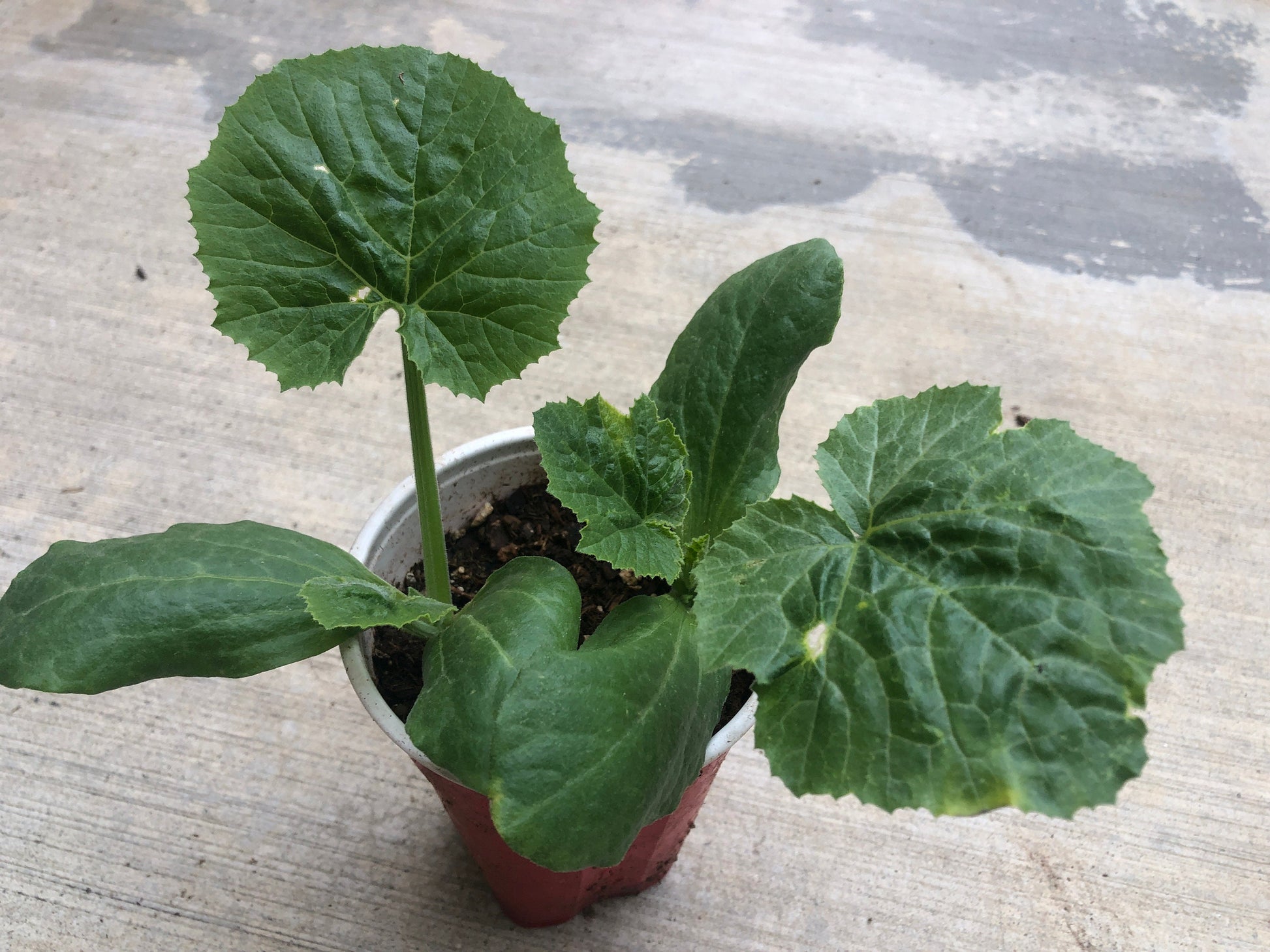 2 Zucchini live plants  in a 4”pot / organically grown from non-GMO