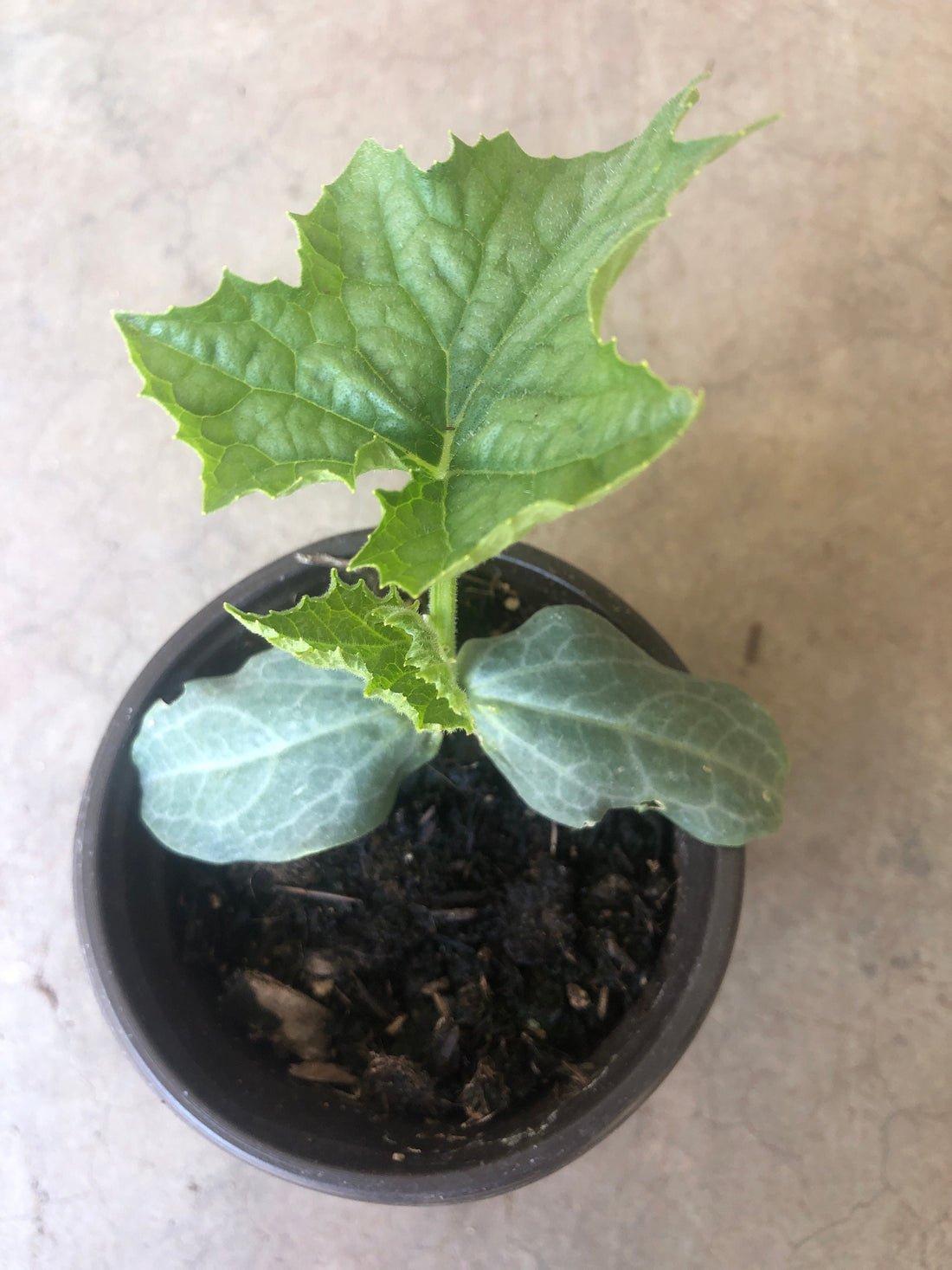 A Loofah Plant LIVE  in 4" pot     organic growth/ large fruit