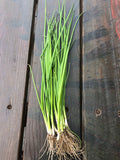 a bunch of 15 bare roots organic green onions/or live 20 plants in a 4” pot.  Green Chinese (ShanDong) Onion,  Allium Fistulosum