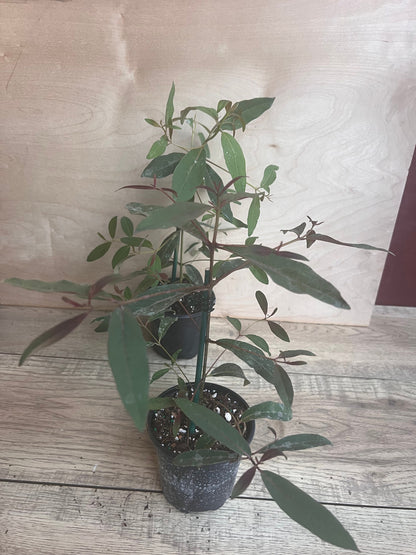 Rainbow Eucalyptus, deglupta, in 4" Pot