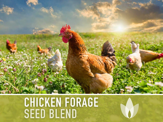 Chicken Forage Blend Heirloom Seeds - 1 Ounce, Omega 3, Backyard Chickens, Sprouting Seeds, Microgreens, Cover Crop, Open Pollinated Non-GMO