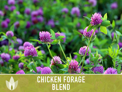Chicken Forage Blend Heirloom Seeds - 1 Ounce, Omega 3, Backyard Chickens, Sprouting Seeds, Microgreens, Cover Crop, Open Pollinated Non-GMO