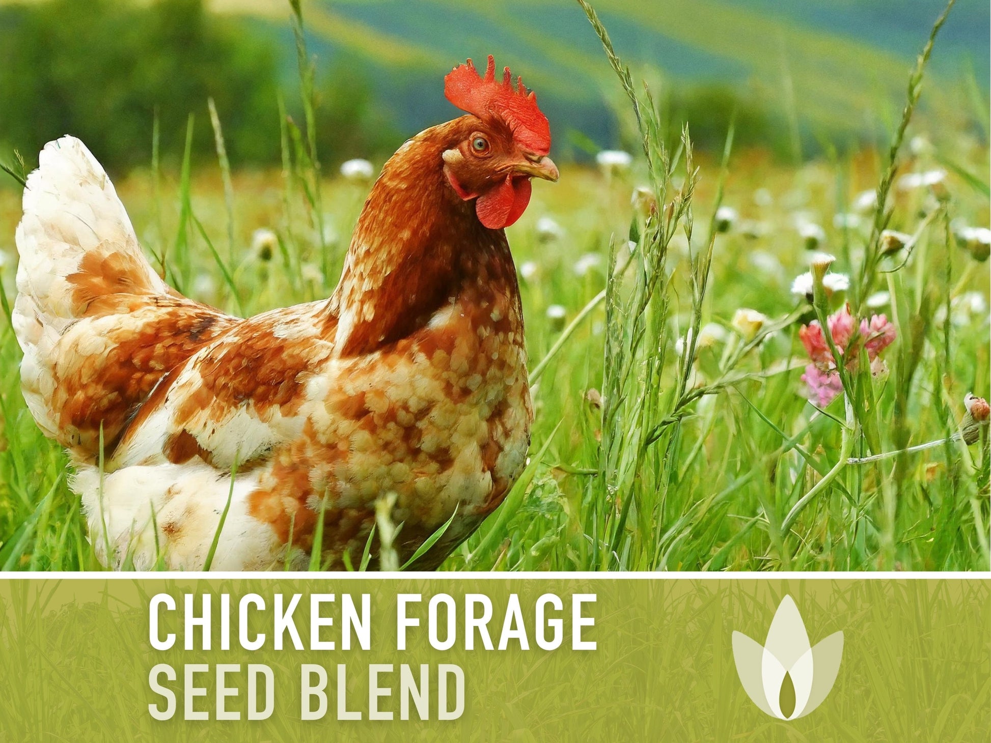 Chicken Forage Blend Heirloom Seeds - 1 Ounce, Omega 3, Backyard Chickens, Sprouting Seeds, Microgreens, Cover Crop, Open Pollinated Non-GMO