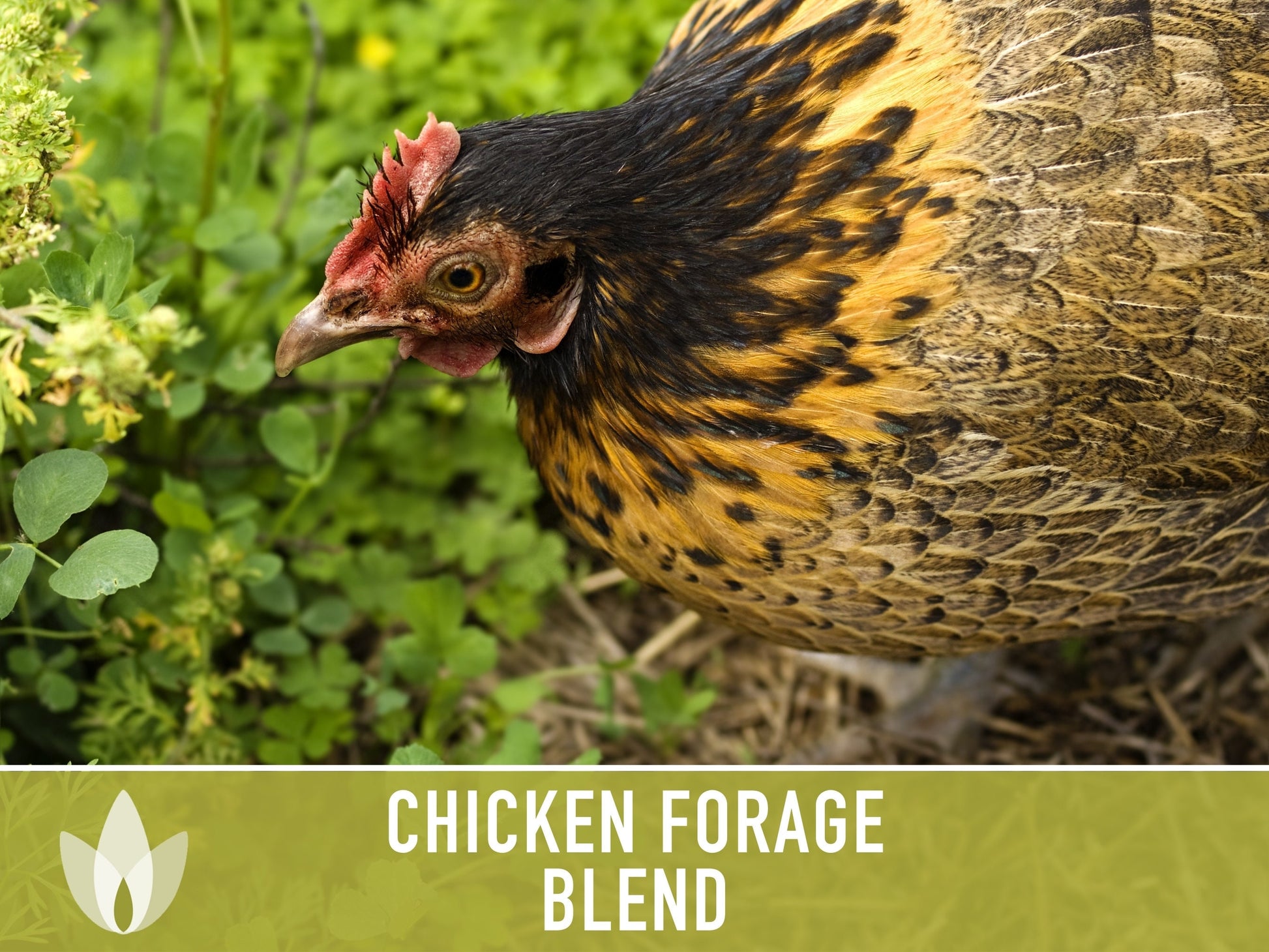 Chicken Forage Blend Heirloom Seeds - 1 Ounce, Omega 3, Backyard Chickens, Sprouting Seeds, Microgreens, Cover Crop, Open Pollinated Non-GMO