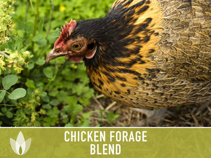 Chicken Forage Blend Heirloom Seeds - 1 Ounce, Omega 3, Backyard Chickens, Sprouting Seeds, Microgreens, Cover Crop, Open Pollinated Non-GMO