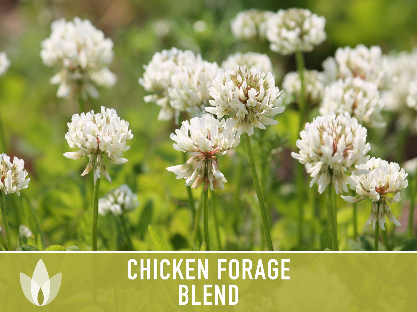 Chicken Forage Blend Heirloom Seeds - 1 Ounce, Omega 3, Backyard Chickens, Sprouting Seeds, Microgreens, Cover Crop, Open Pollinated Non-GMO