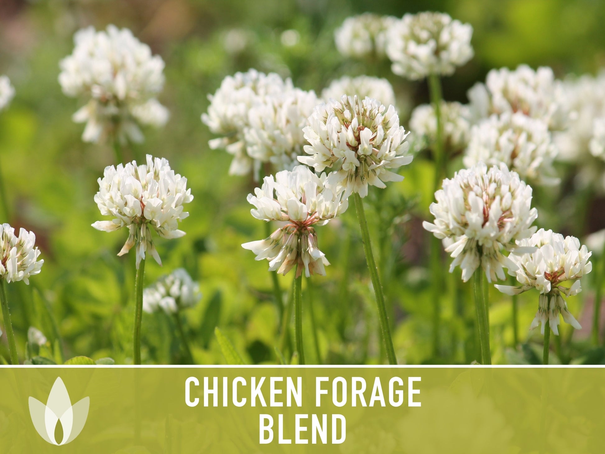 Chicken Forage Blend Heirloom Seeds - 1 Ounce, Omega 3, Backyard Chickens, Sprouting Seeds, Microgreens, Cover Crop, Open Pollinated Non-GMO