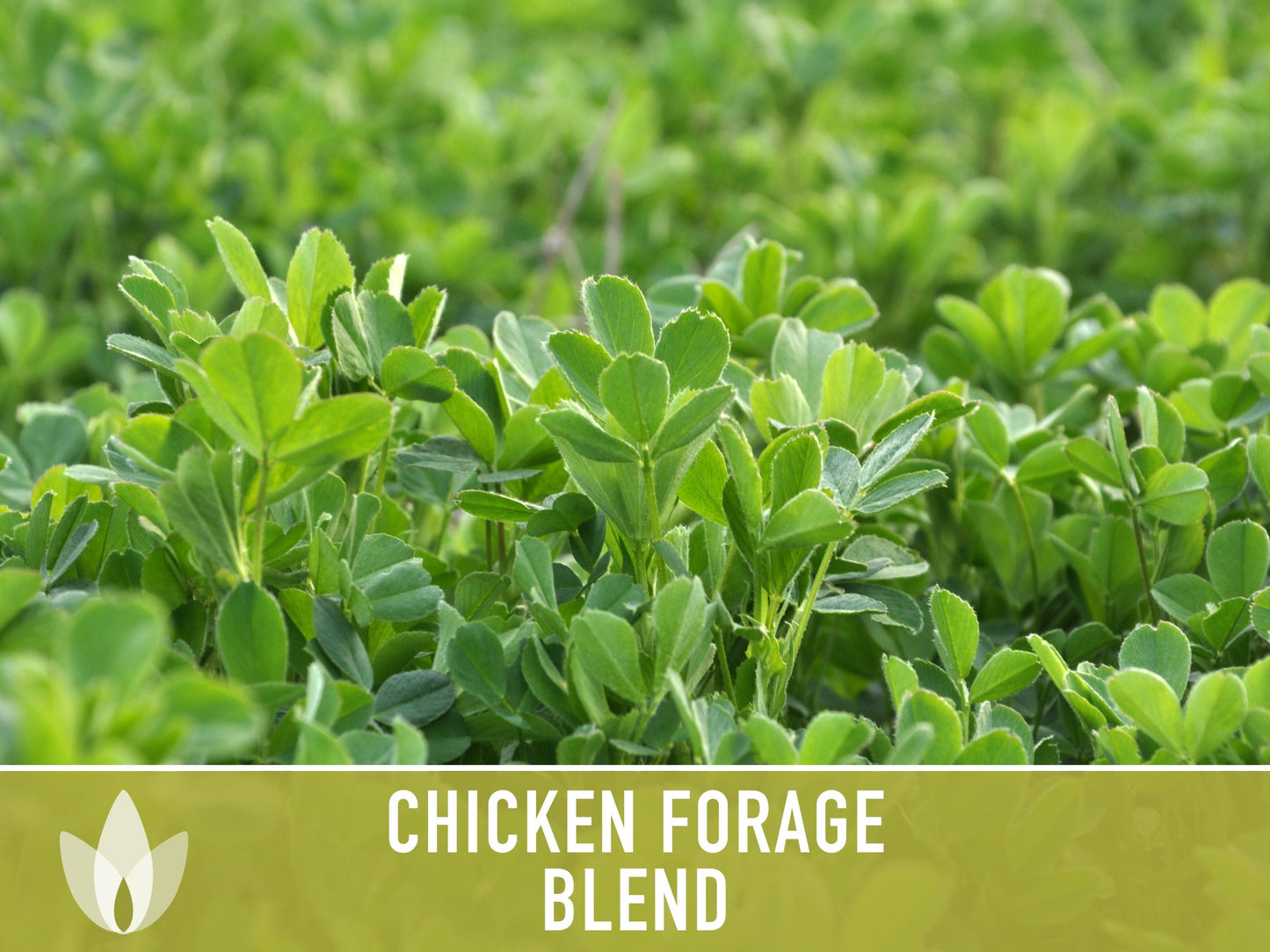 Chicken Forage Blend Heirloom Seeds - 1 Ounce, Omega 3, Backyard Chickens, Sprouting Seeds, Microgreens, Cover Crop, Open Pollinated Non-GMO