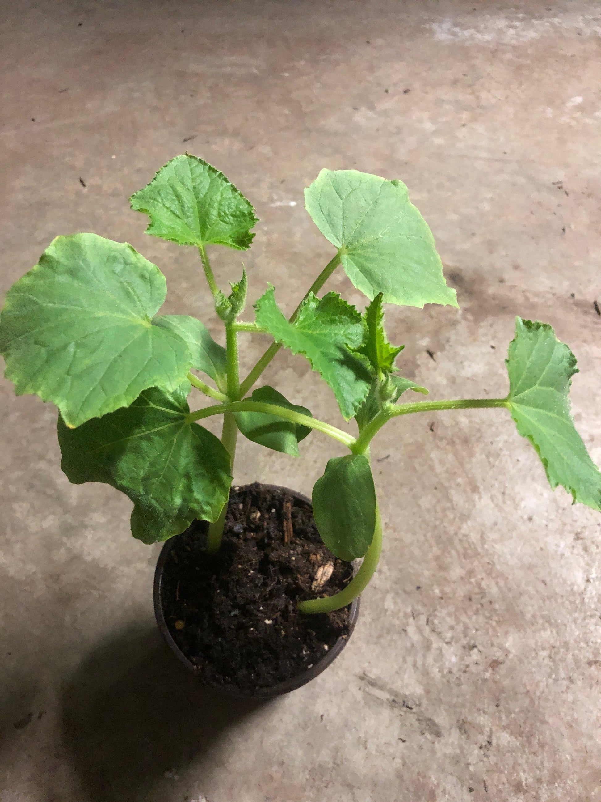 2 cucumber plants in a 4" pot /different variety of cucumbers/Japanes cucumber/ lemon cucumber/organic growth None GMO