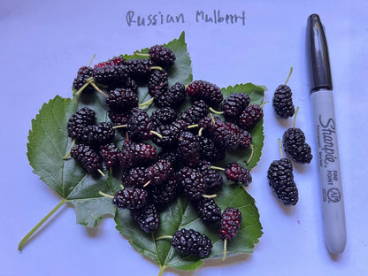 Perennial 15 Mulberry Cuttings Unrooted 5-8 inches