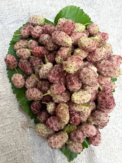 Perennial 15 Mulberry Cuttings Unrooted 5-8 inches